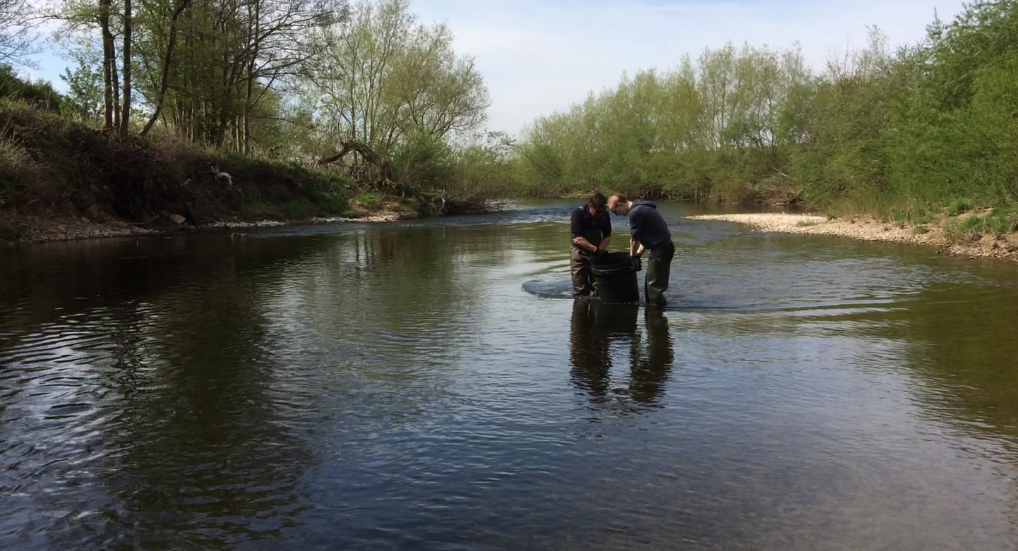 Stocking the river